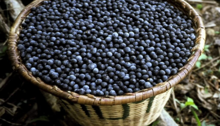 O açaí é oficialmente reconhecido como fruta brasileira