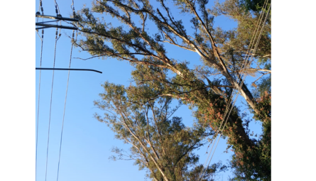 Eucalipto atinge rede elétrica, quebra postes e gera alerta de risco na Cidade de Rio das Pedras/SP